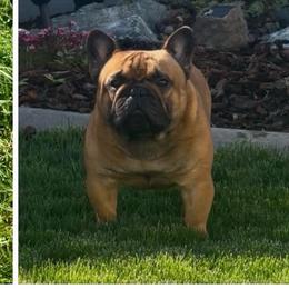 French Bulldog puppies from Beloved Frenchies