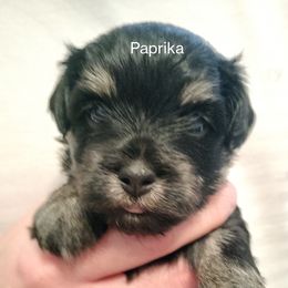 Paprika - Black and white female Havanese puppy in New Castle, Colorado from Havanese Havaton Pups