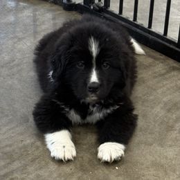 Amos - White and black male Newfoundland puppy in Goodhue, Minnesota from Claypits Newfoundlands