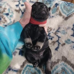 Lily's Fiona - Black and silver female Miniature Schnauzer puppy in Ogema, Minnesota from Belinda Donley's Miniature Schnauzer