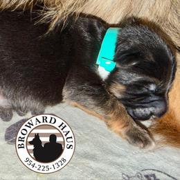 Tiffany Blue - Black and red female German Shepherd puppy in Davie, Florida from Vom Broward Haus