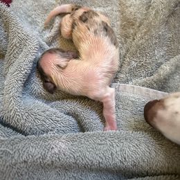 Boy 2 - Chocolate and tan male Dachshund puppy in Paisley, Florida from Pantheon Dachshunds