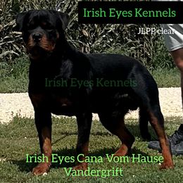 CANA - Rottweiler