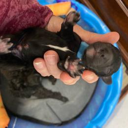 George ESA lines - Black male Schnoodle puppy in Temple, Texas from Schnauzers Of Taylor