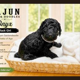 1400.00 Onyx: Black Collar - Black female Goldendoodle puppy in Raceland, Louisiana from Cajun Doodles