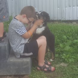 Australian Shepherd Puppies from Rush Creek Aussies