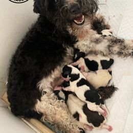 Miniature Schnauzer Puppies from JC Parti Schnauzers