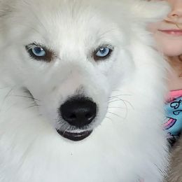 Lynx - Pomsky