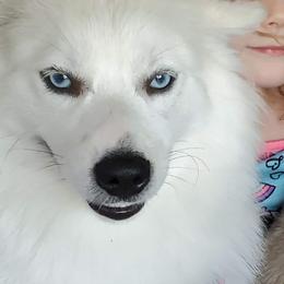 Lynx - Pomsky