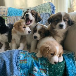 English Shepherd Puppies from Goodwin Heritage Homestead