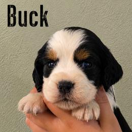 Buck - Black white and tan male English Springer Spaniel puppy in Fort White, Florida from Thunderbird Springers