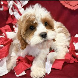 Theo - Blenheim male Cavapoo puppy in South Jordan, Utah from Wasatch Pup