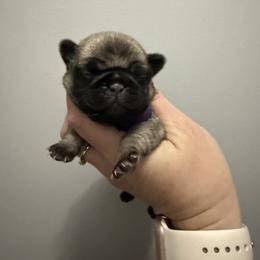 Lily - Fawn female Pug puppy in Ludowici, Georgia from Royal Destiny Kennels