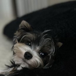 Zeke - Biewer Terrier