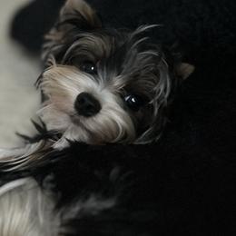 Zeke - Biewer Terrier