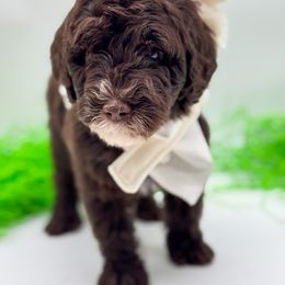 Gobi - Brown and white Aussiedoodle puppy in Claremont, North Carolina from Magnolia Grove Farms
