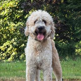 Chewy - Sable male Saint Berdoodle puppy in Castle Rock, Washington from PNW Saint Berdoodles