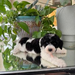 Nash - Parti male Poodle puppy in Los Angeles, California from Exquisite Doodles