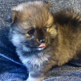 Pomeranians and Pomskies from Pom Pom Pomskies-TN