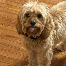 Dixie - Cavapoo