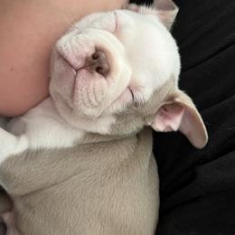 Boston Terrier and Rat Terrier Puppies from Sugar Baby Bostons