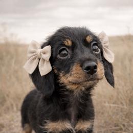 Miss Kitty - Black and tan female Dachshund puppy in Riverton, Wyoming from Wild Rose Ridge Doxies