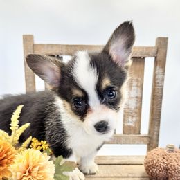 Snow White - Black and tan female Pembroke Welsh Corgi puppy in Casper, Wyoming from Flying Note Shorties