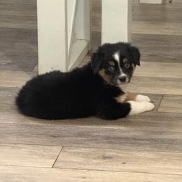 Tri color - Black tri-color male Australian Shepherd puppy in Oneida, Tennessee from Miller's Legacy Natural Australian Shepherds - Full Tails & Dewclaws!