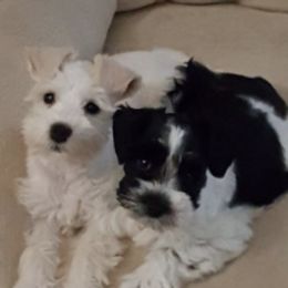Miniature Schnauzers from Green Mountain Schnauzers