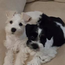 Miniature Schnauzers from Green Mountain Schnauzers