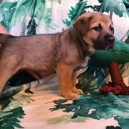 Ash - Tawny female Chinook puppy in Gilbert, Washington from Desert Sol Chinooks