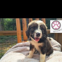 Assorted Doodle Crosses, Bernedoodle, Goldendoodle, and Poodle Puppies from Williams Lake Doodles