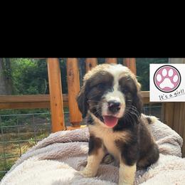 Assorted Doodle Crosses, Bernedoodle, Goldendoodle, and Poodle Puppies from Williams Lake Doodles