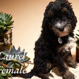 Laurel - Tri-color Bernedoodle puppy in Pellston, Michigan from MiniDoodleMama