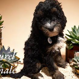 Laurel - Tri-color Bernedoodle puppy in Pellston, Michigan from MiniDoodleMama