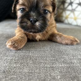 Shih Tzu Puppies from Jenny's Shih Tzus