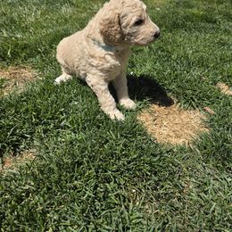 Poodle Puppies from shelby ealey