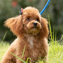 Bitsy - Poodle