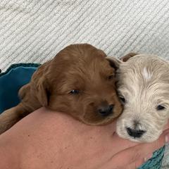 Labradoodle Puppies from Viewpoint Labradoodles