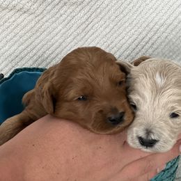 Labradoodle Puppies from Viewpoint Labradoodles