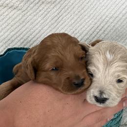Labradoodle Puppies from Viewpoint Labradoodles