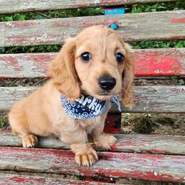 Sparky - Cream male Dachshund puppy in Gilmer, Texas from Watsons Dachshunds