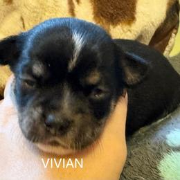 Vivian - Black and white female Chihuahua puppy in Brooklyn, Connecticut from Ladybug Chihuahuas