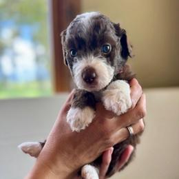 Celestia - Brown and white female Aussiedoodle puppy in Columbia Falls, Montana from Firefly Aussies & Aussiedoodles