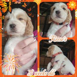 Reese's - Lemon and white male English Springer Spaniel puppy in Westover, Maryland from Sterling's springer Haven
