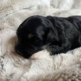 Daisy - Black and white female Havanese puppy in Starr, South Carolina from Home with Havanese