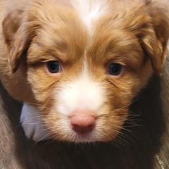 Nova Scotia Duck Tolling Retriever Puppies from Sundance Tollers
