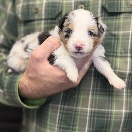 Frito - Blue merle male Toy Australian Shepherd puppy in Riverton, Utah from Iron Spirit Homestead & Aussies