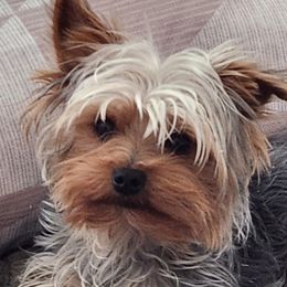 Yorkshire Terriers from Eleventyseven Yorkies