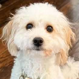 Honey - Aussiedoodle